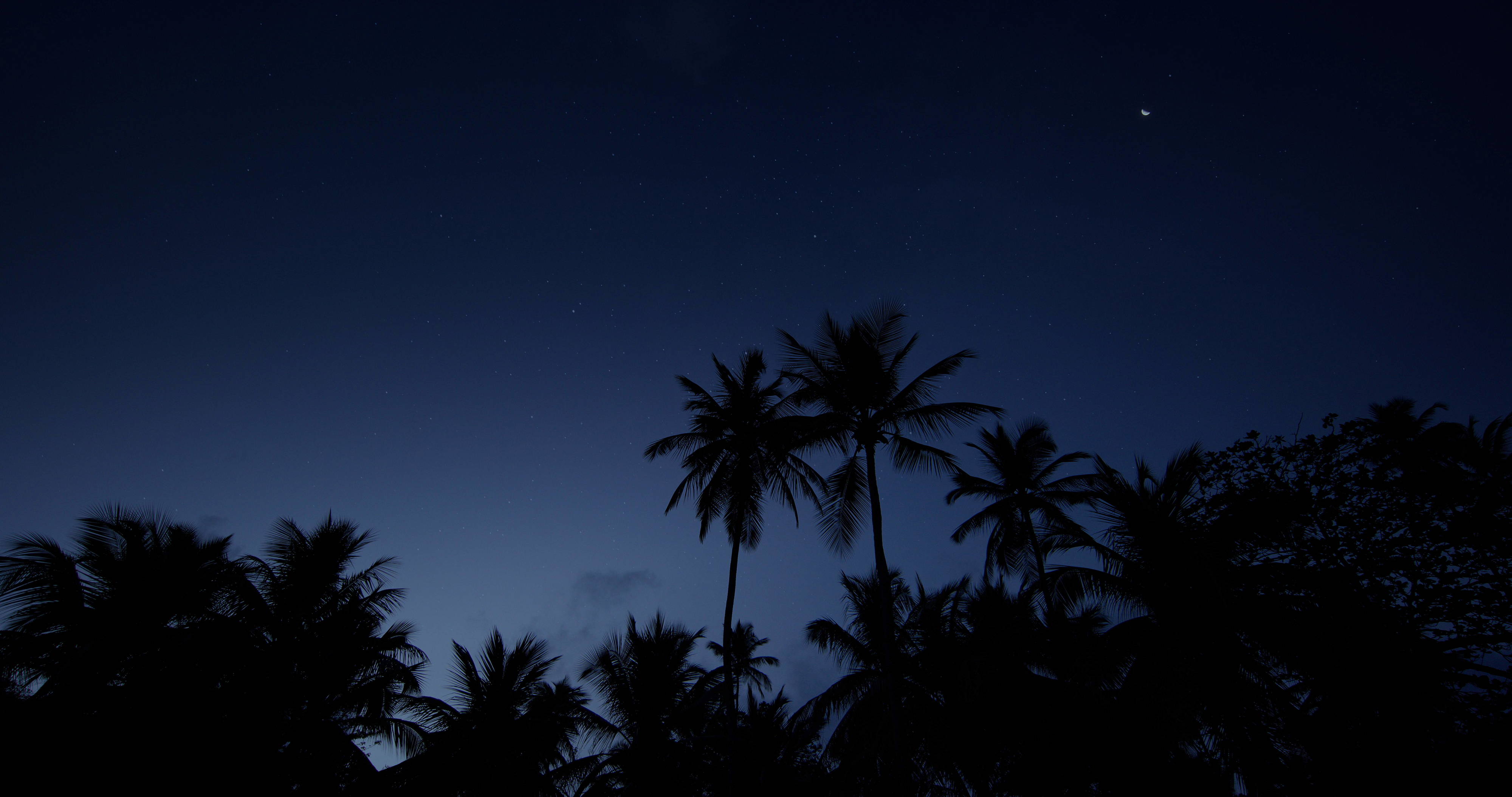 An image of a starry nighttime rainforest view